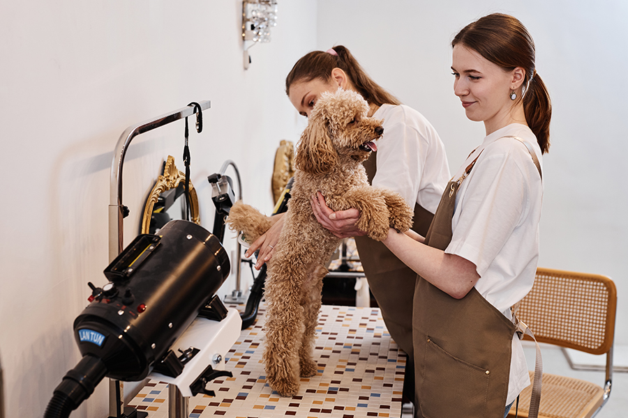 Pet Dryer